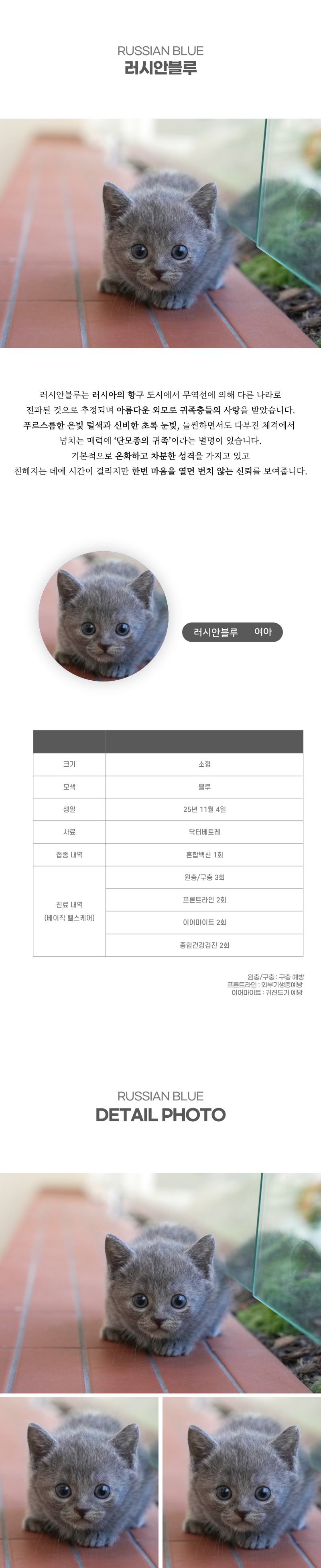 러시안블루_상세이미지_2